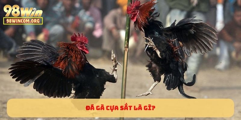 Đá Gà Cựa Sắt Là Gì